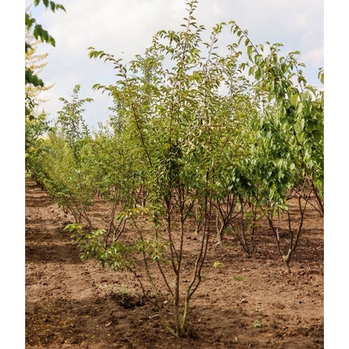 Vinterkörsbär - Prunus subhirtella &