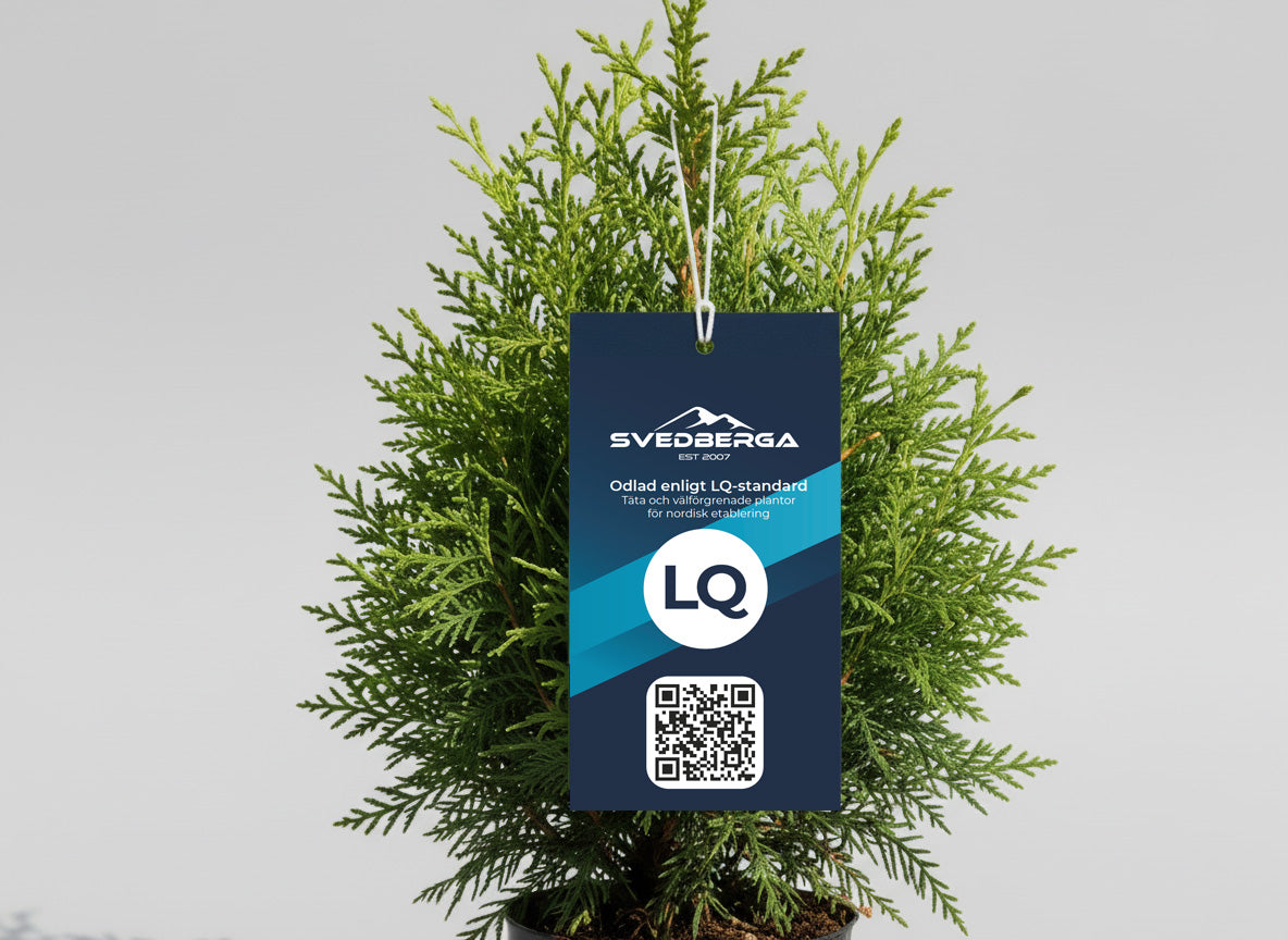 Thuja Brabant 120-140 - Rotklump - LQ
