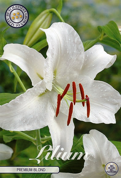 Oriental lily-Lilium Premium Blond 2-pakkaus UUSI