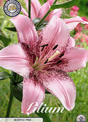 Orientalisk lilja-Lilium Oriental Morpho Pink 2-pack NYHET