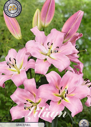 Orientalisk lilja-Lilium Oriental Gracefull 2-pack NYHET