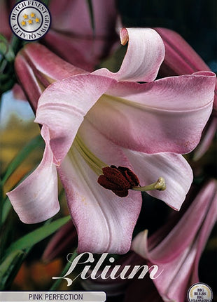 Trumpetlilja-Lilium Pink Perfection 2-pack