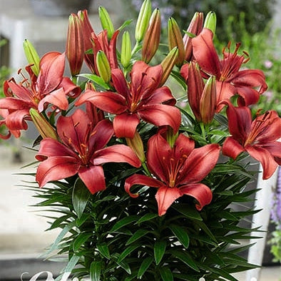 Asiatlilja-Lilium Salinero 2-pack NYHET