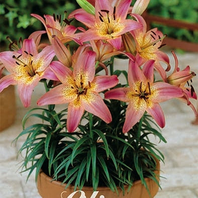 Asiatlilja-Lilium Rozalynn 2-pack NYHET