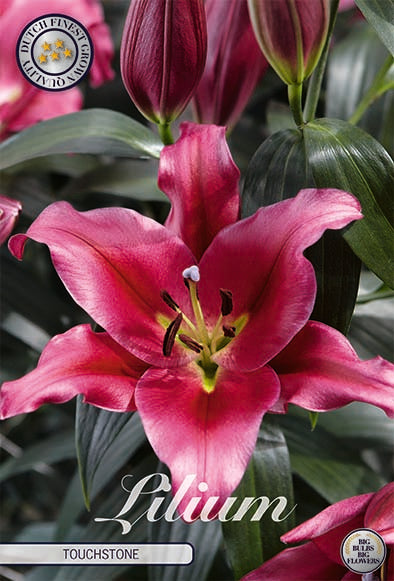 Oriental Lily-Lilium Oriental Touchstone 2-pakkaus UUSI