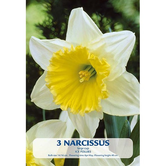 Narciss Ice Follies 3-pack