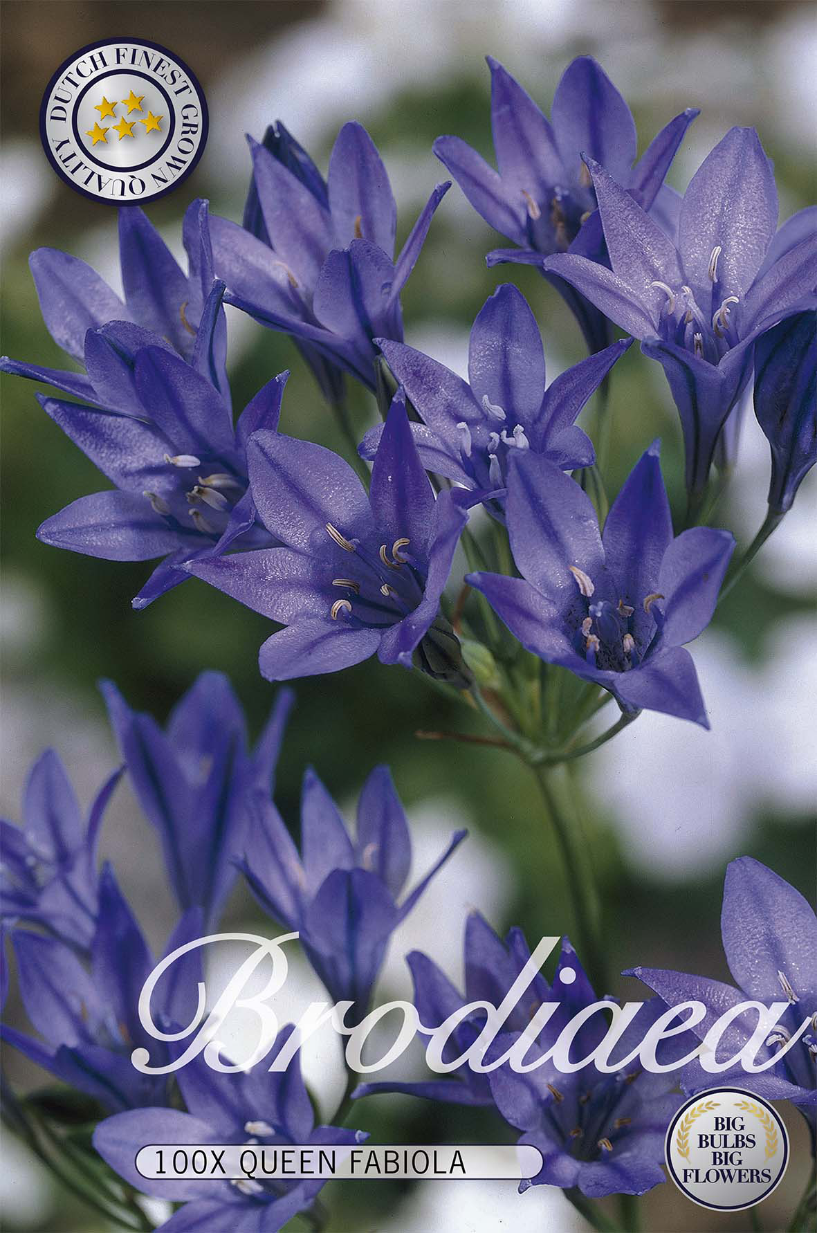 Mini Agapanthus Queen Fabiola 100-pack