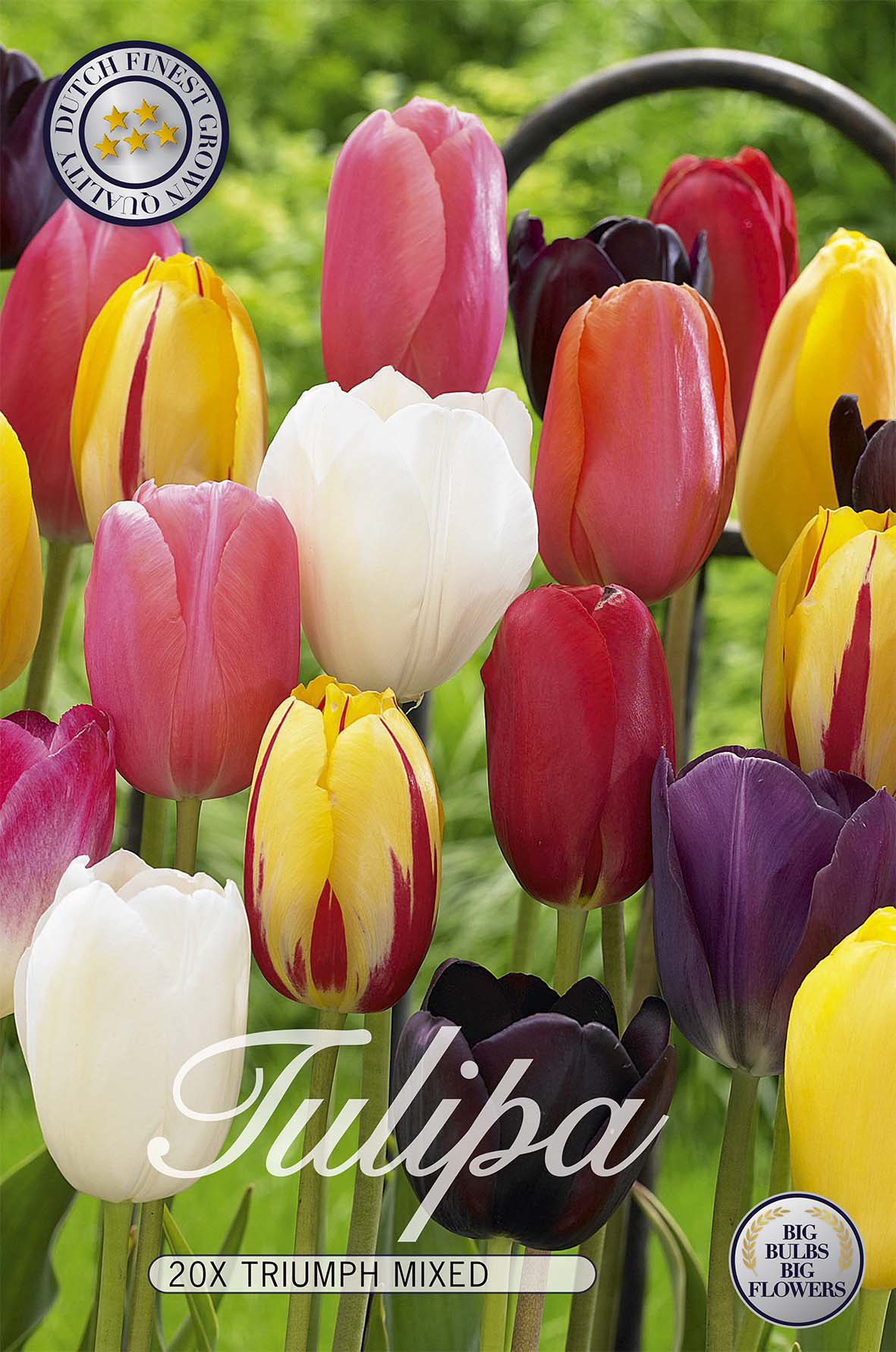 Tulpan Triumph Mix 20-pack