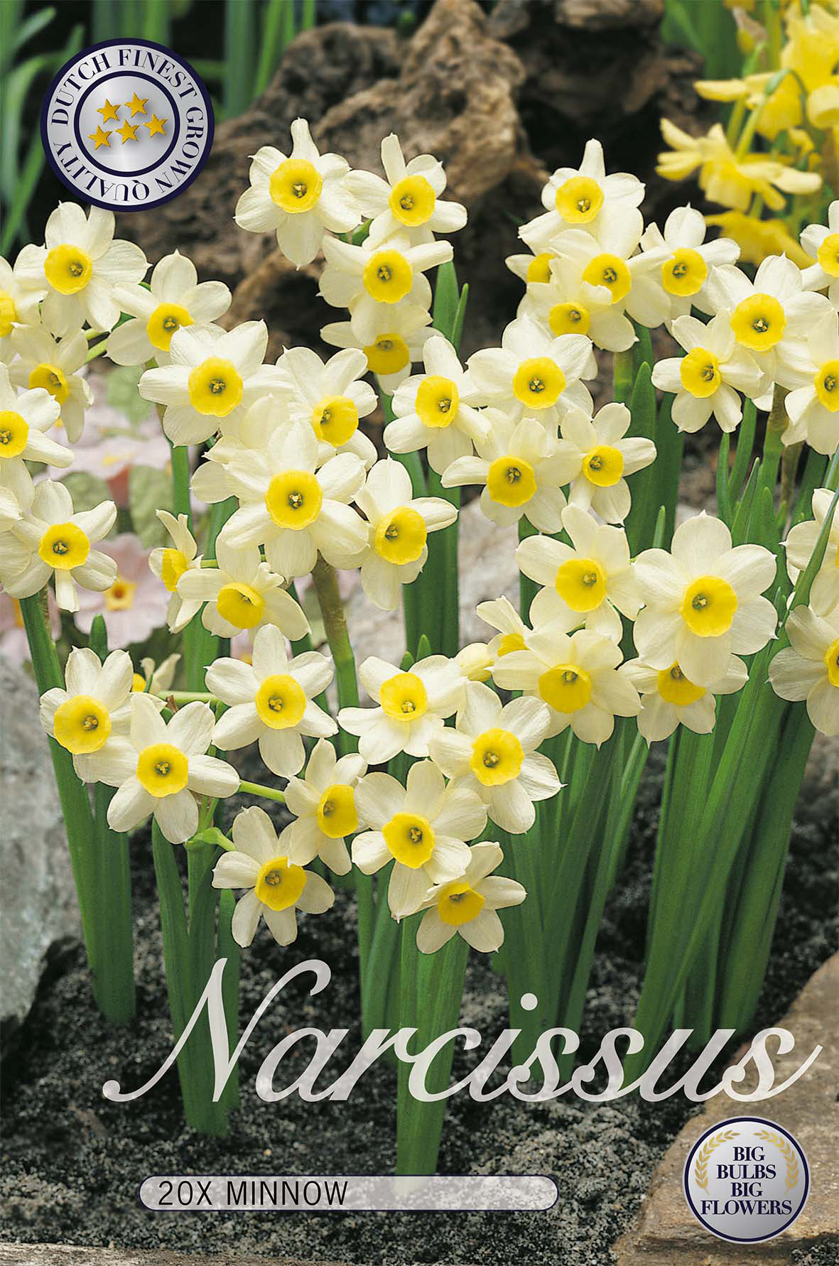 Narciss Minnow 20-pack