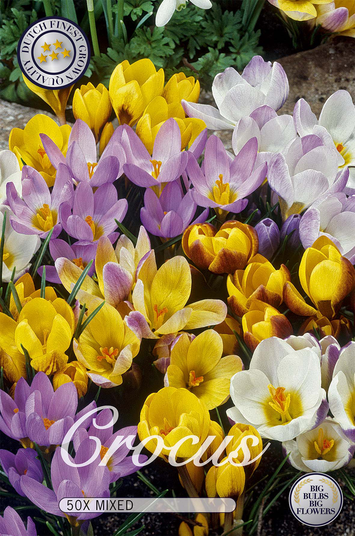 Krokus Botanisk Mix 50-pack