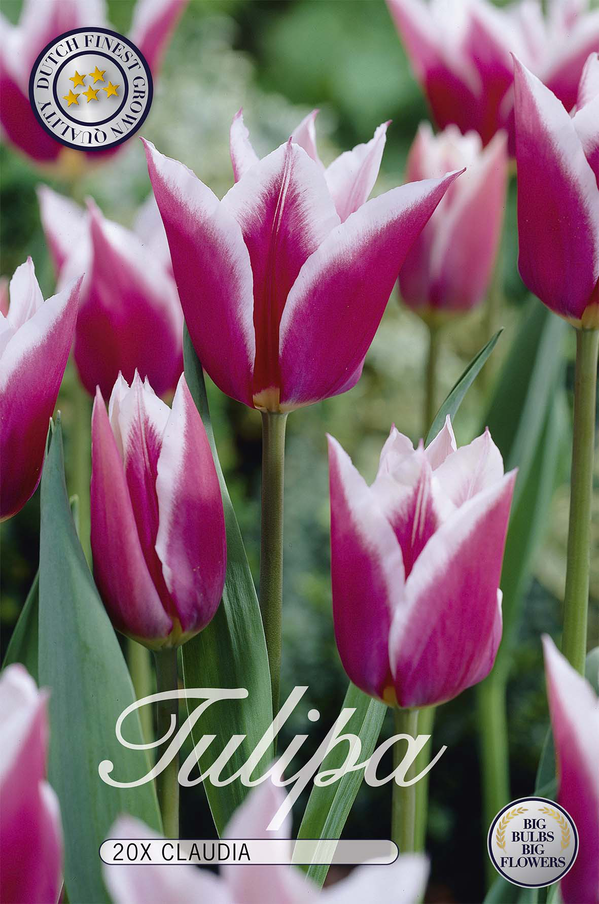 Tulpan Claudia 20-pack