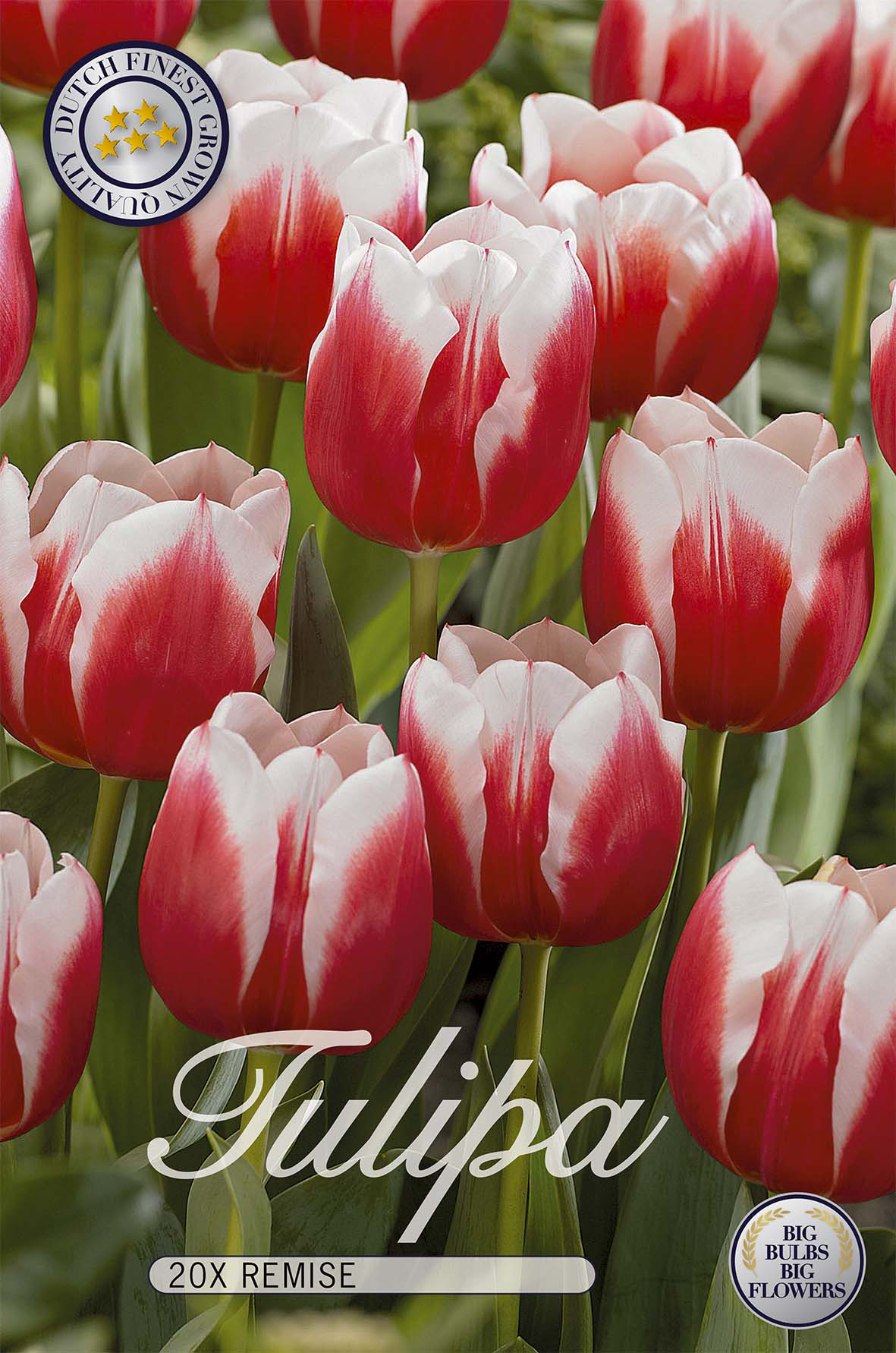 Tulpan Remise 20-pack