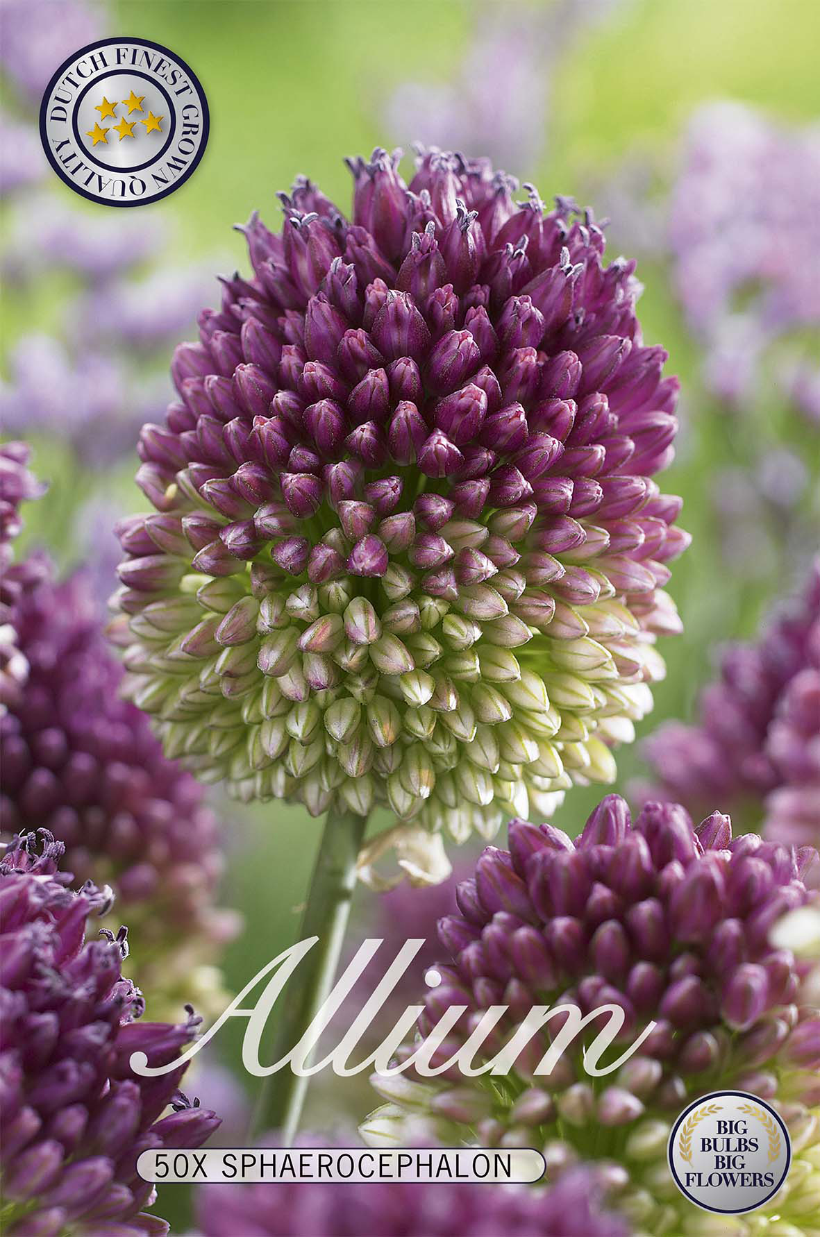 Allium Sphaerocephalon 50-pack
