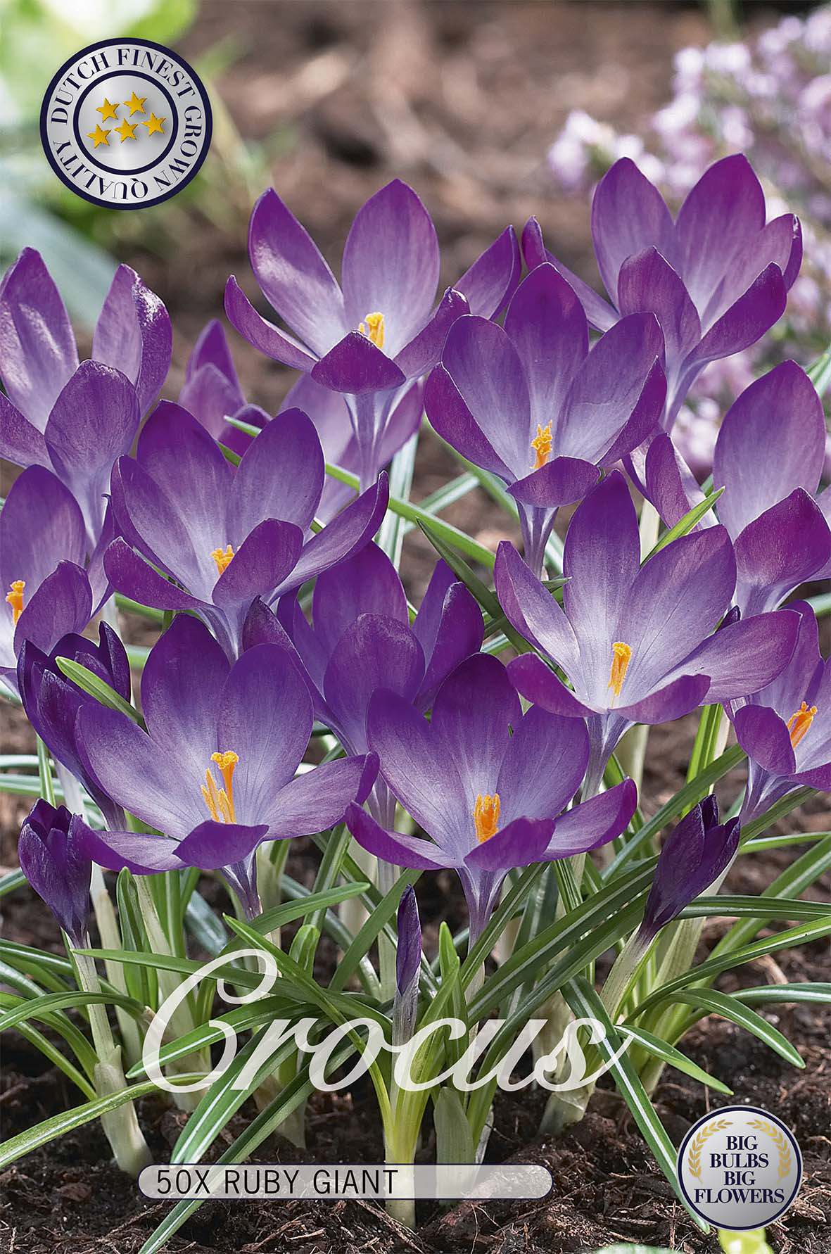 Krokus Ruby Giant 50-pack
