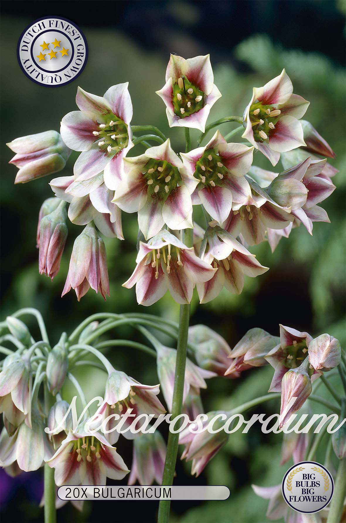 Nektaroscordum Bulgaricum 20-pack