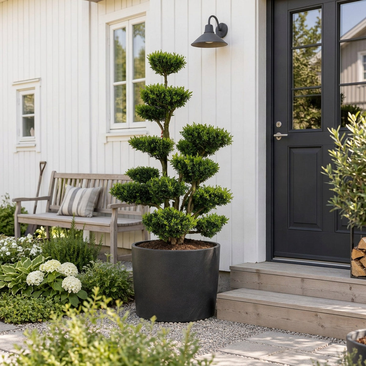 Buxus sempervirens Bonsai 150-175 cm P85/C230 (230 liters kruka)