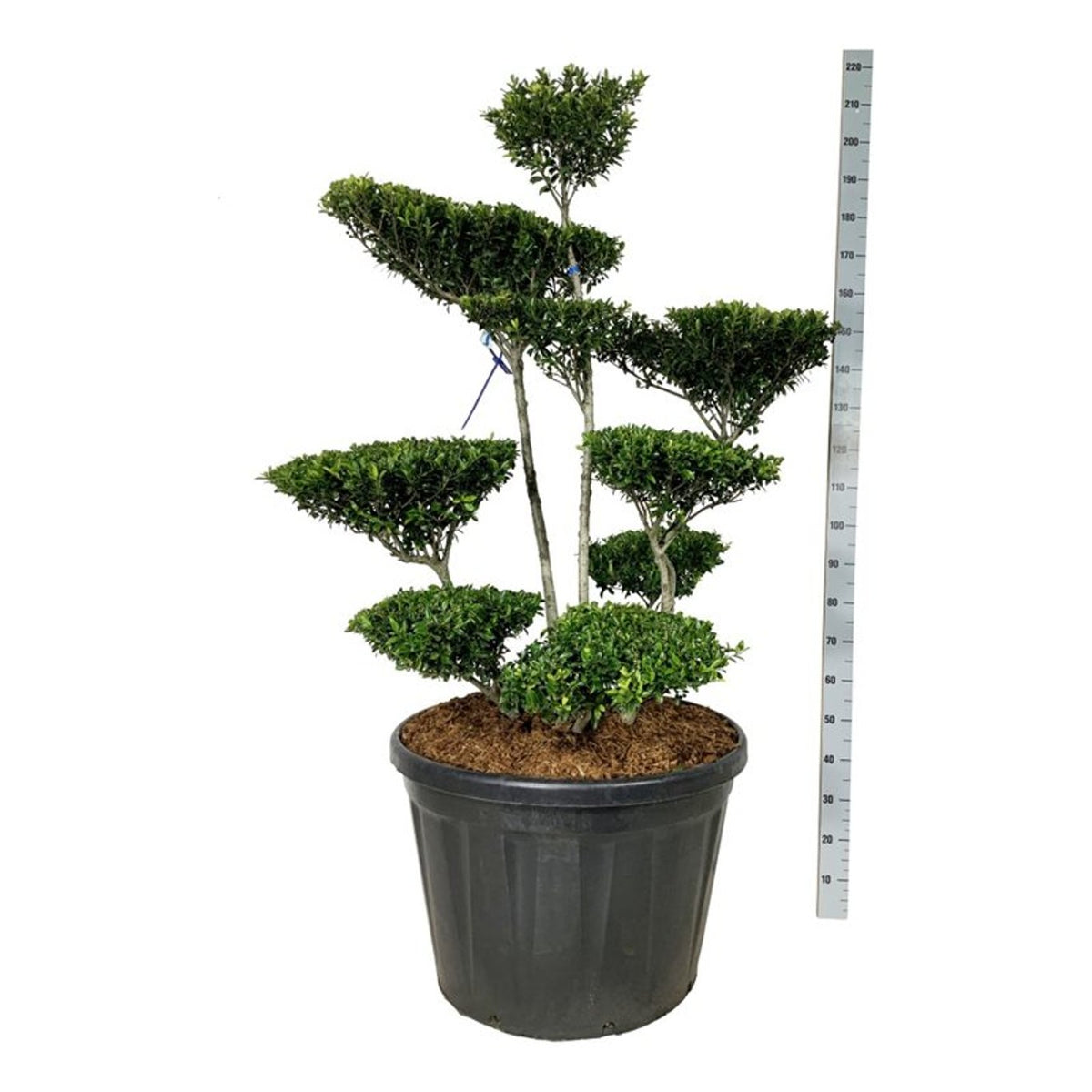 Ilex crenata &