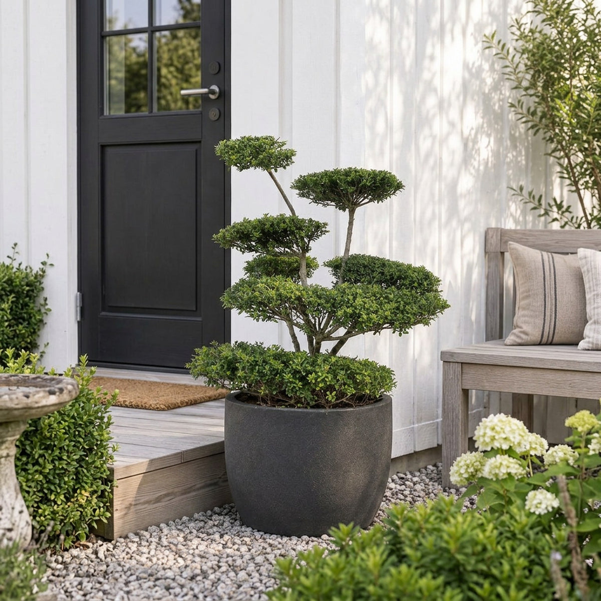 Ilex crenata &