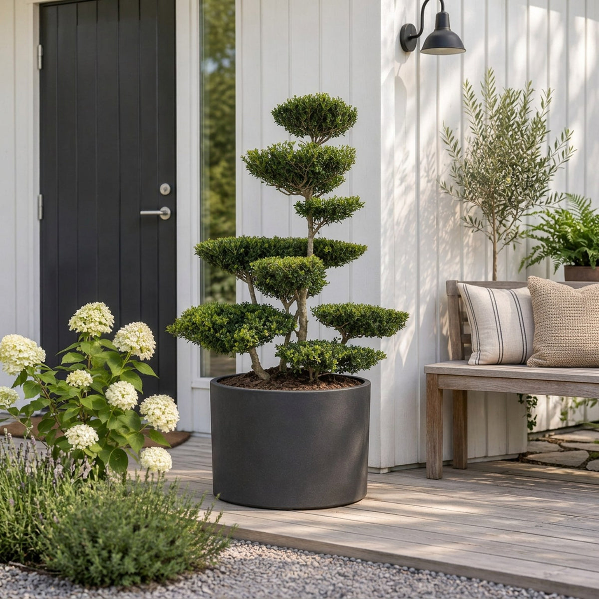 Ilex crenata &