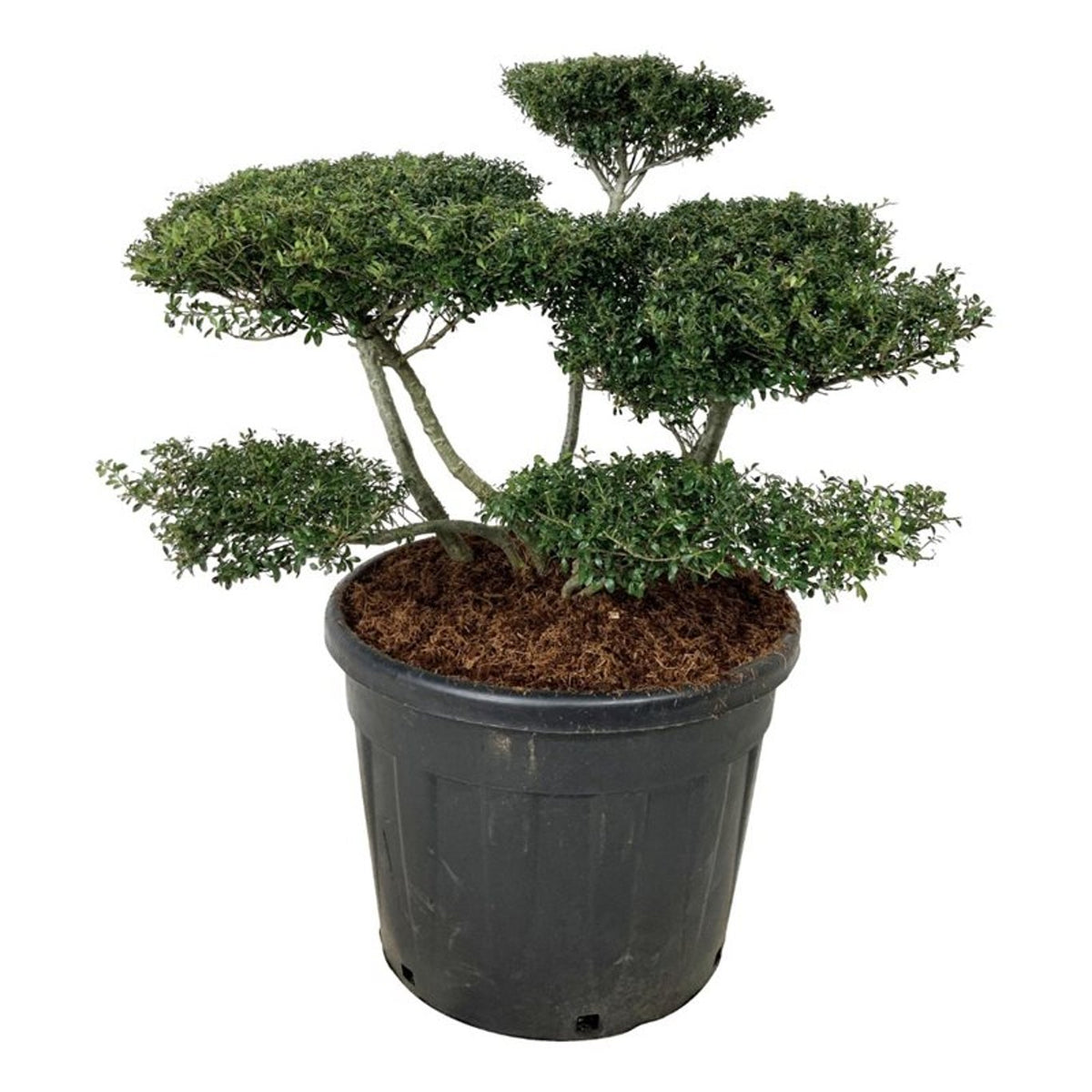 Ilex crenata &