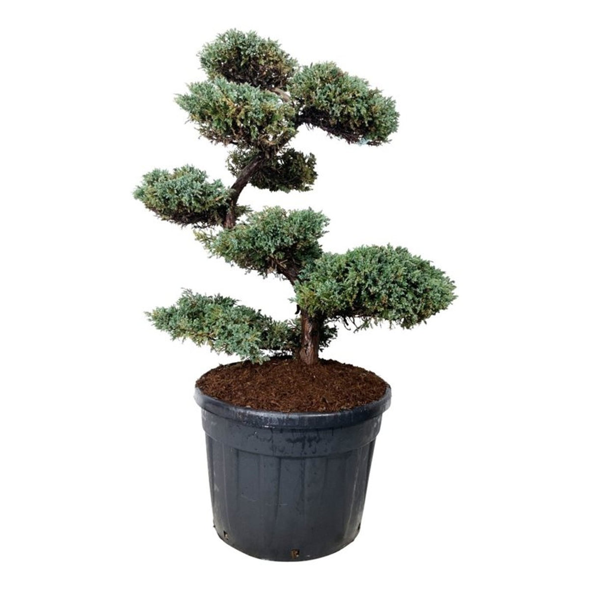 Juniperus sq. &