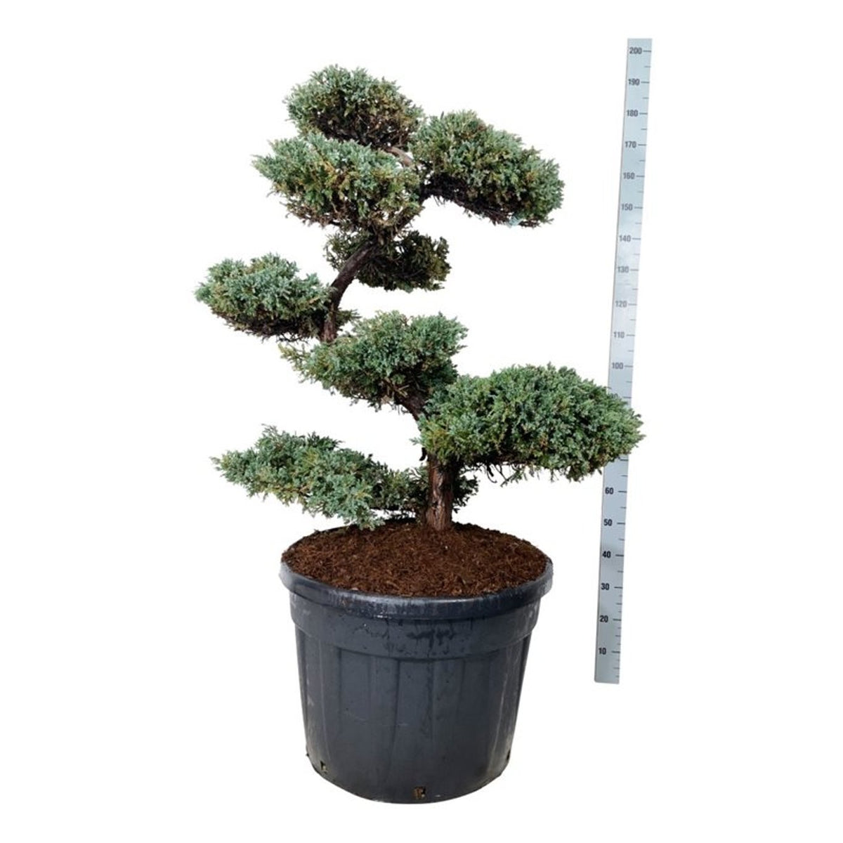 Juniperus sq. &