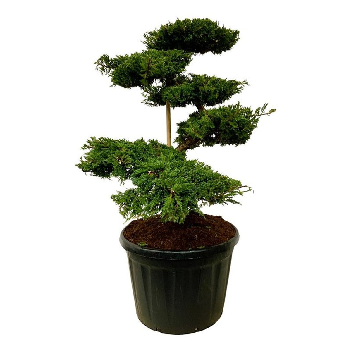 Juniperus sq. &