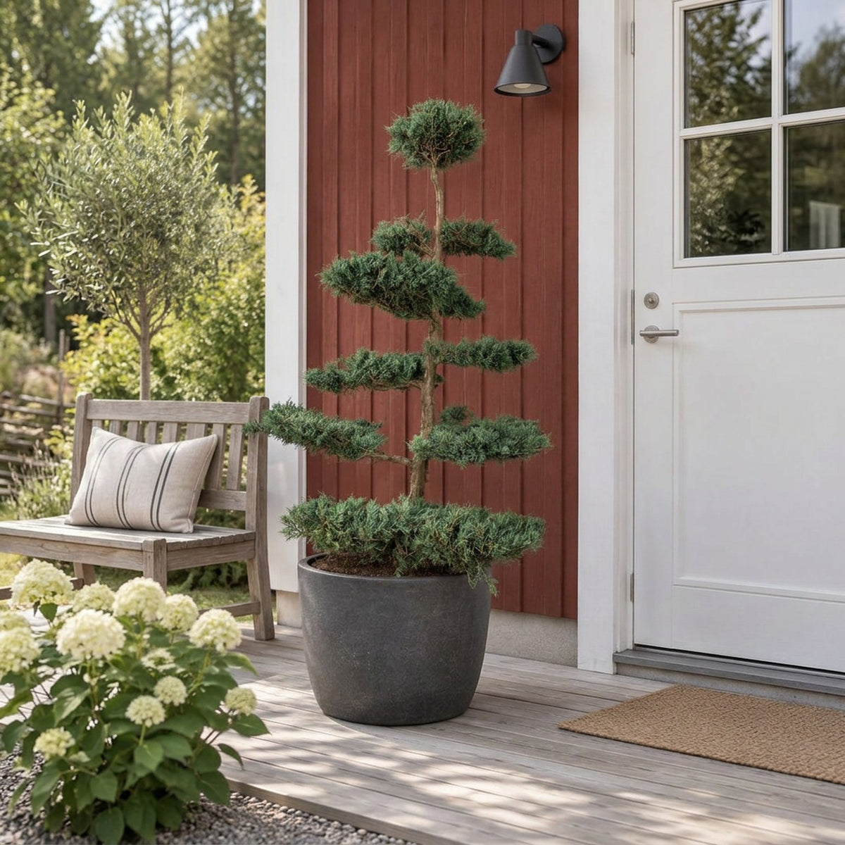 Juniperus virg. &