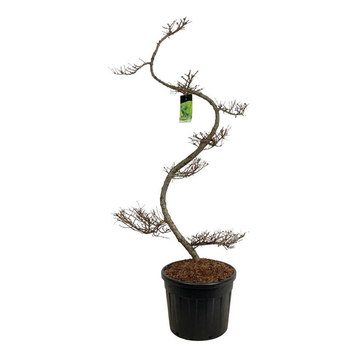 Larix kaempferi Bonsai 175+ cm C90 (90 liters kruka)