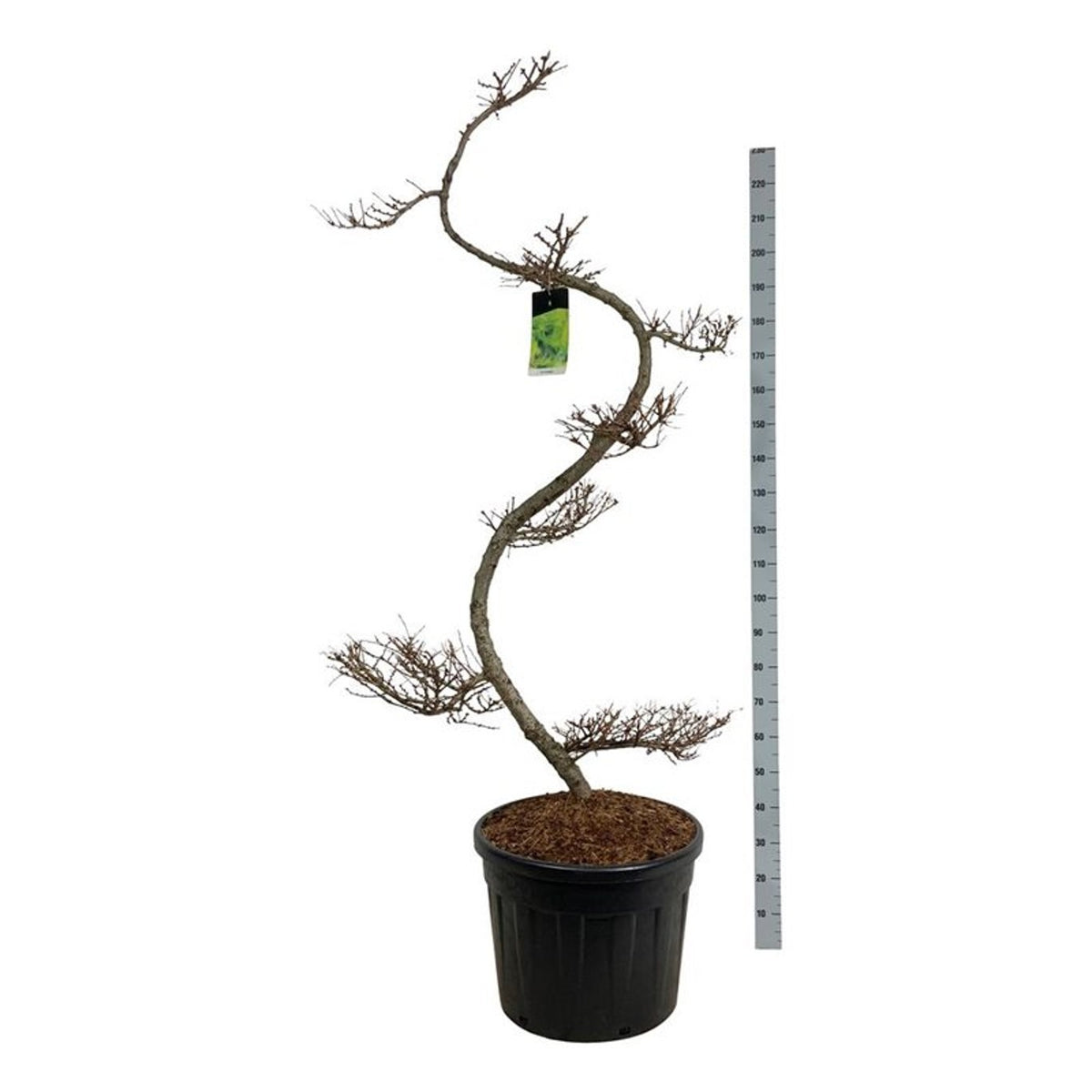 Larix kaempferi Bonsai 175+ cm C90 (90 liters kruka)