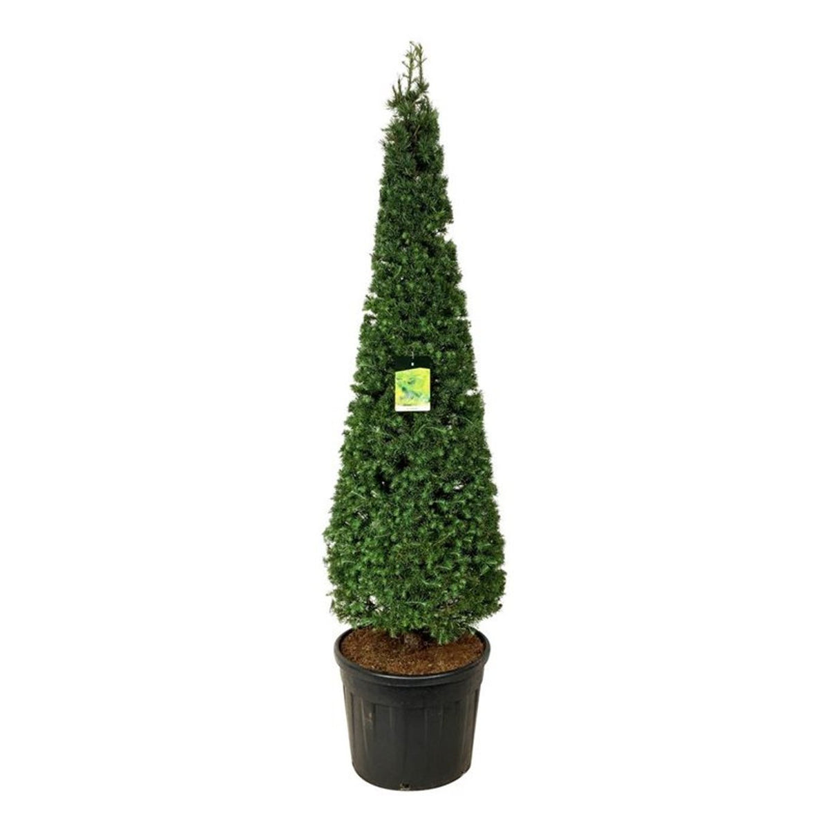Larix kaempferi Kägla 175–200 cm C90 (90 liters kruka)