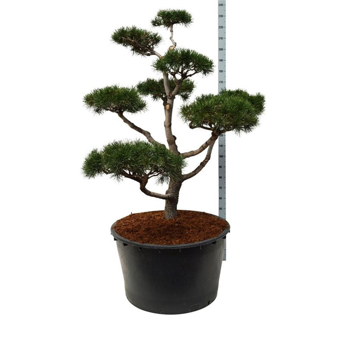Pinus contorta Bonsai 150-175 cm C285 (285 liters kruka)