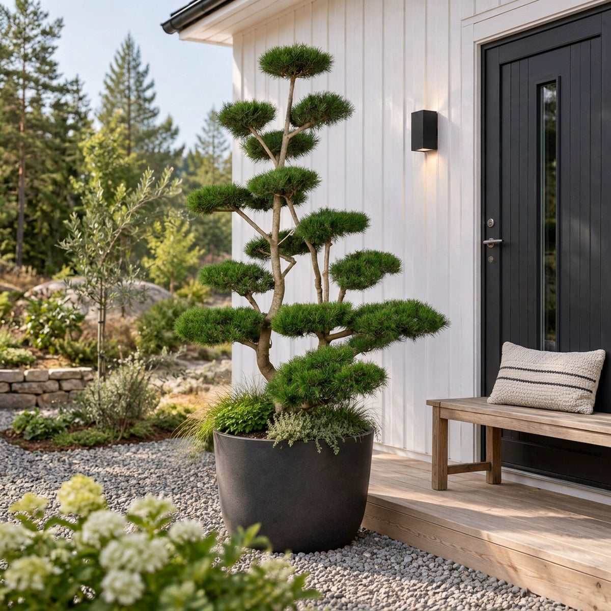 Pinus contorta Bonsai 200–225 cm C500