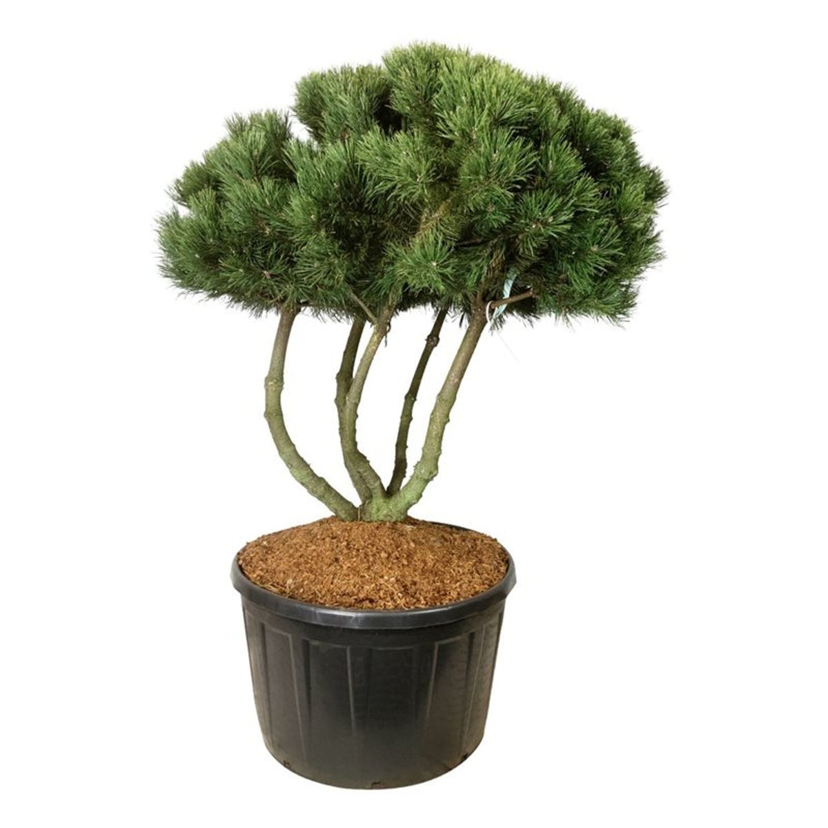 Pinus mugo &