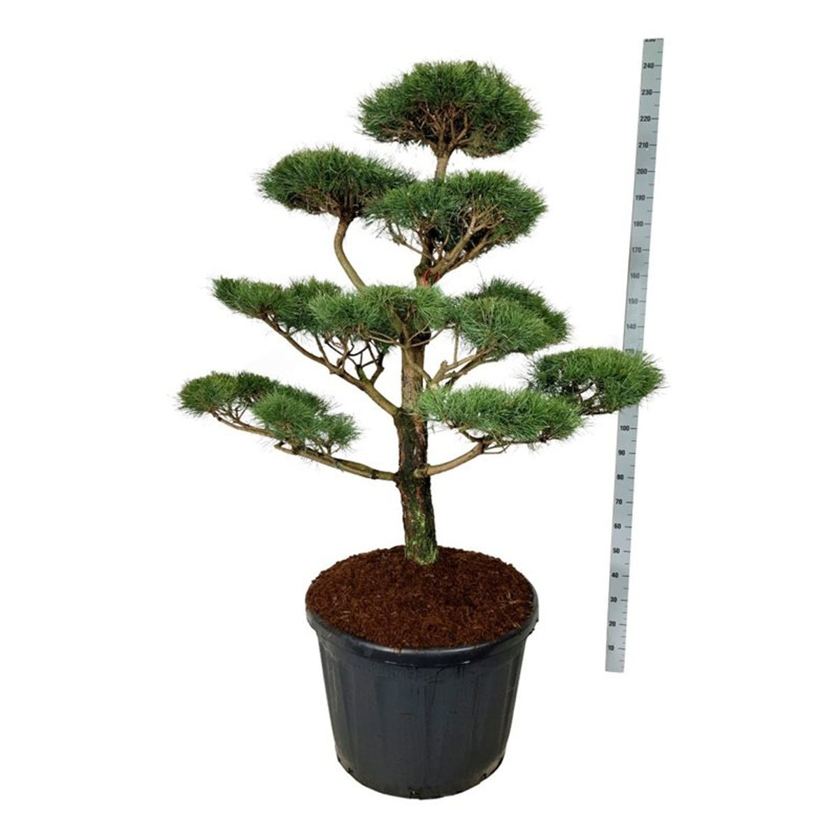Pinus nigra nigra Bonsai 150-175 cm C180 (180 liters kruka)