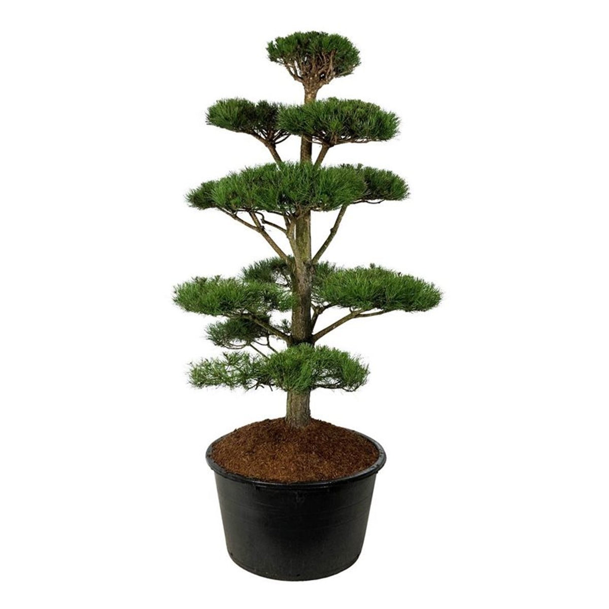 Pinus nigra nigra Bonsai 175–200 cm C285 (285 liters kruka)