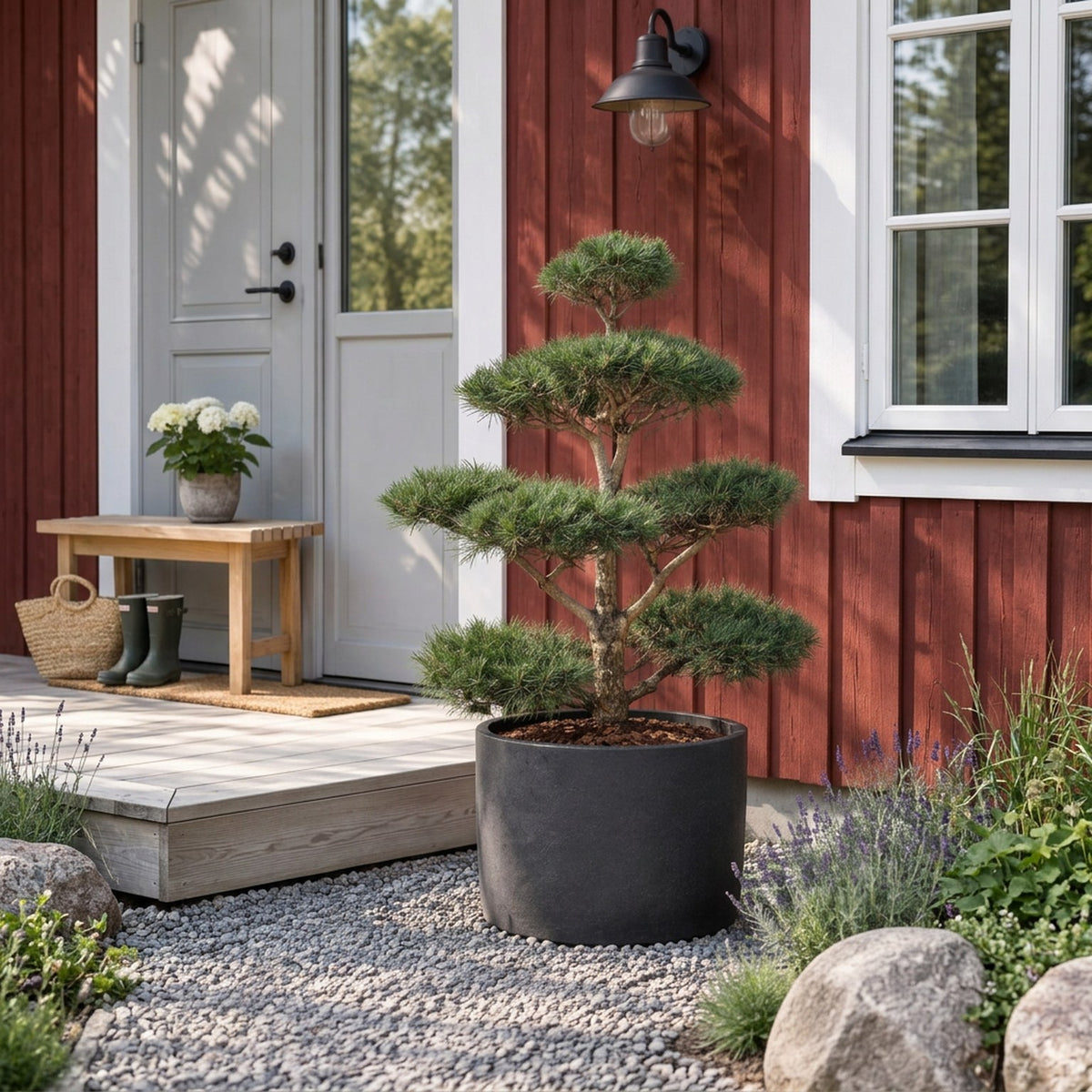 Pinus sylvestris Bonsai 100–125 cm C180 (180 liters kruka)