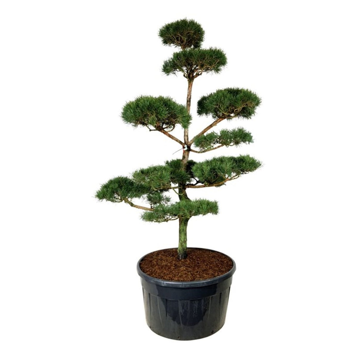 Pinus sylvestris Bonsai 250–300 cm C500 (500 liters kruka)