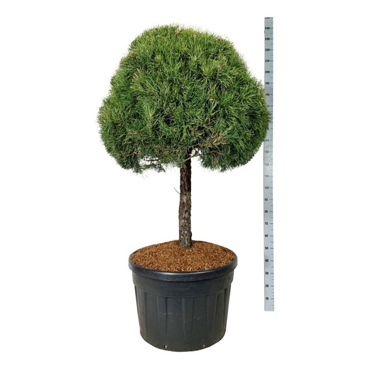 Pinus sylvestris stamträd 80 cm, C180 (180 liters kruka)