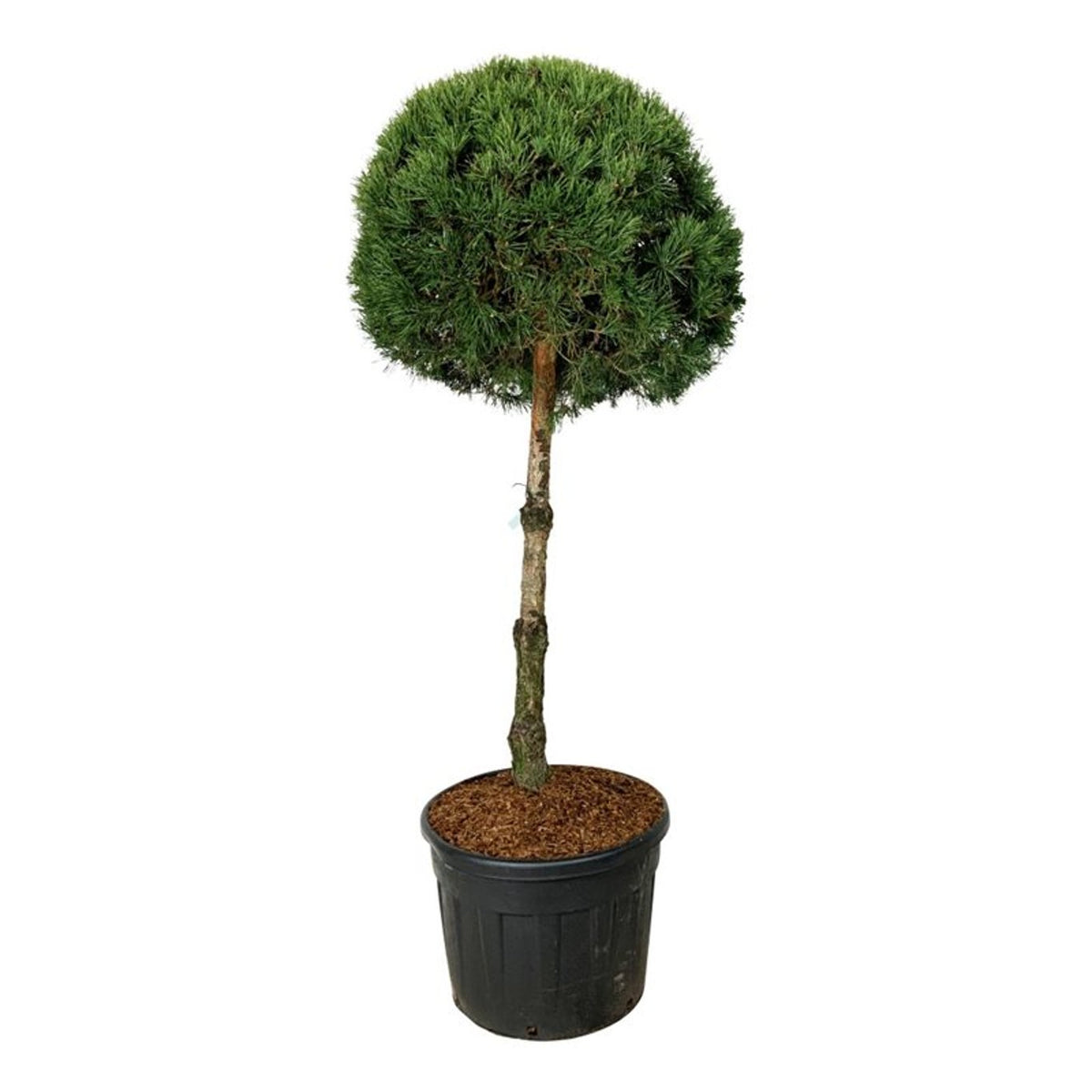 Pinus sylvestris stamträd 100 cm, krona 70-80 cm, C130 (130 liters kruka)