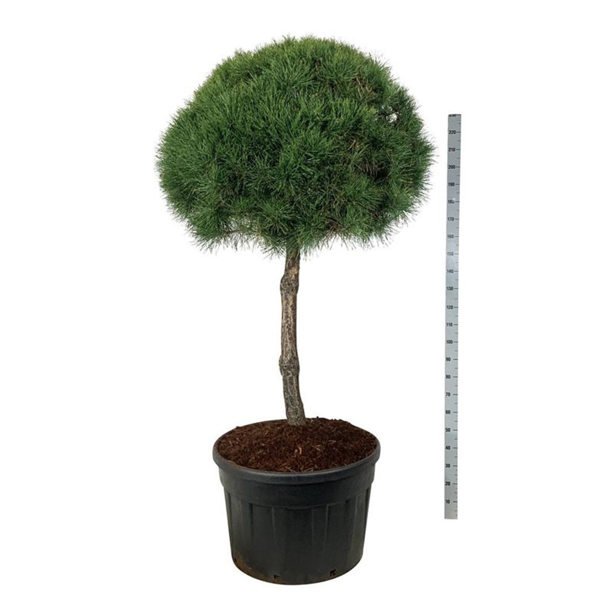 Pinus sylvestris stamträd 100 cm, krona 90-100 cm, C230 (230 liters kruka)