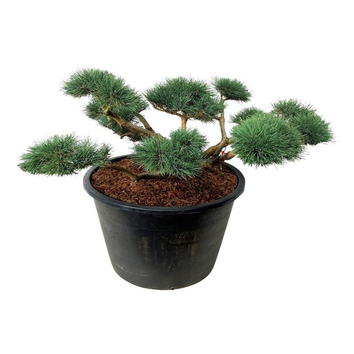 Pinus sylv. &