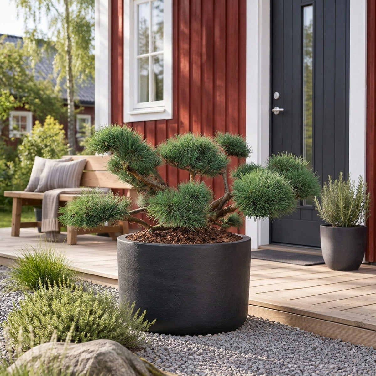 Pinus sylv. &