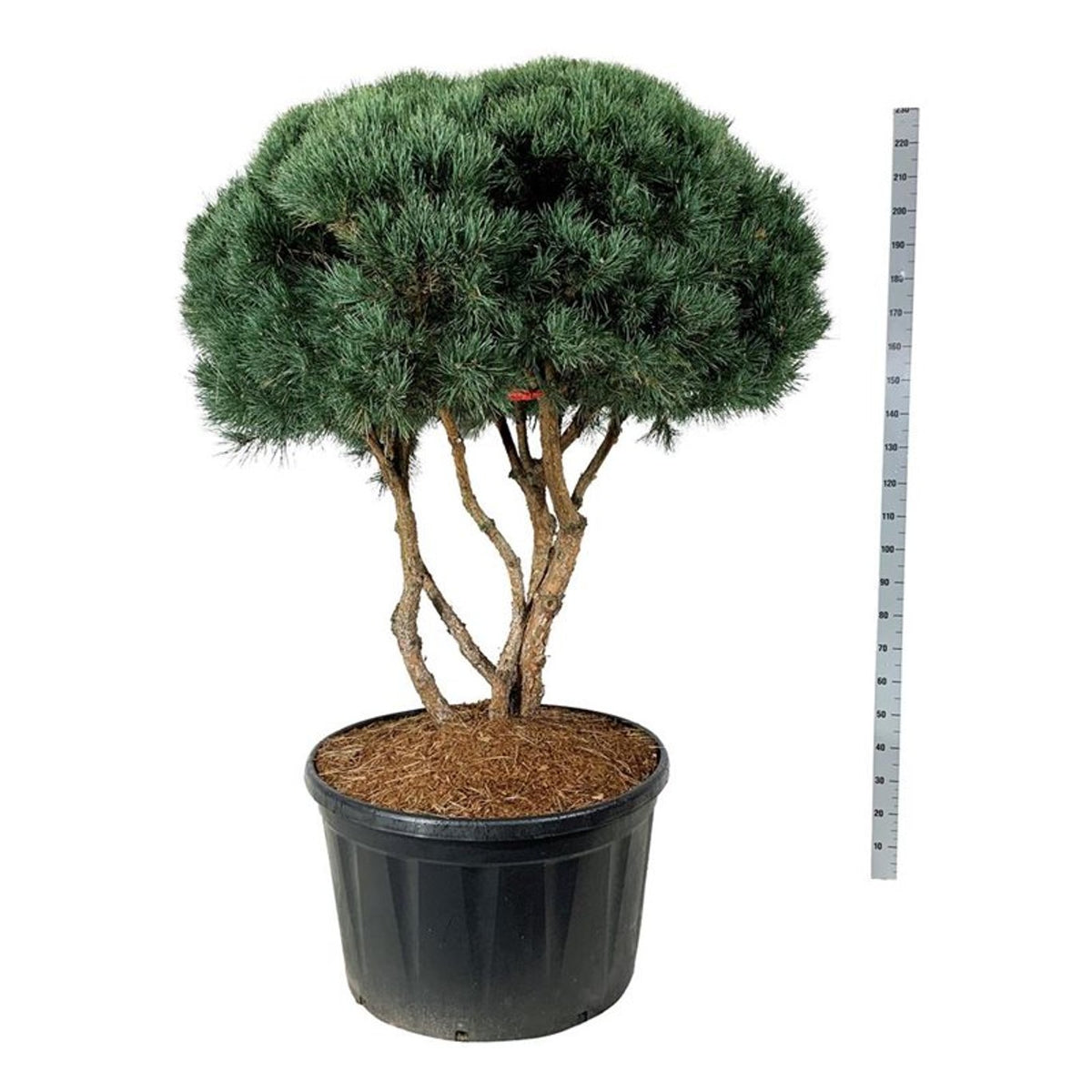 Pinus sylv. &