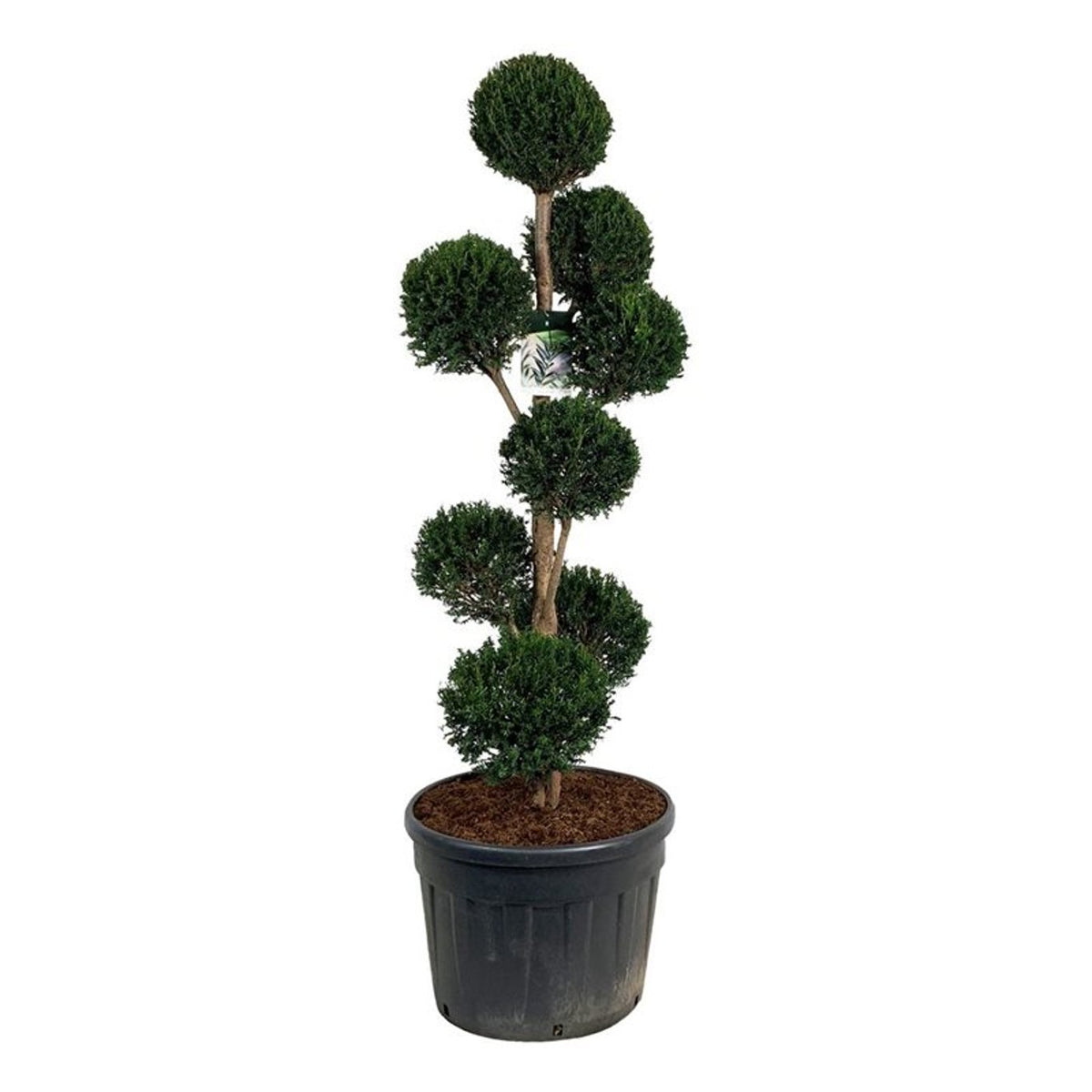 Taxus baccata Multiball 150-175 cm C130 (130 liters kruka)