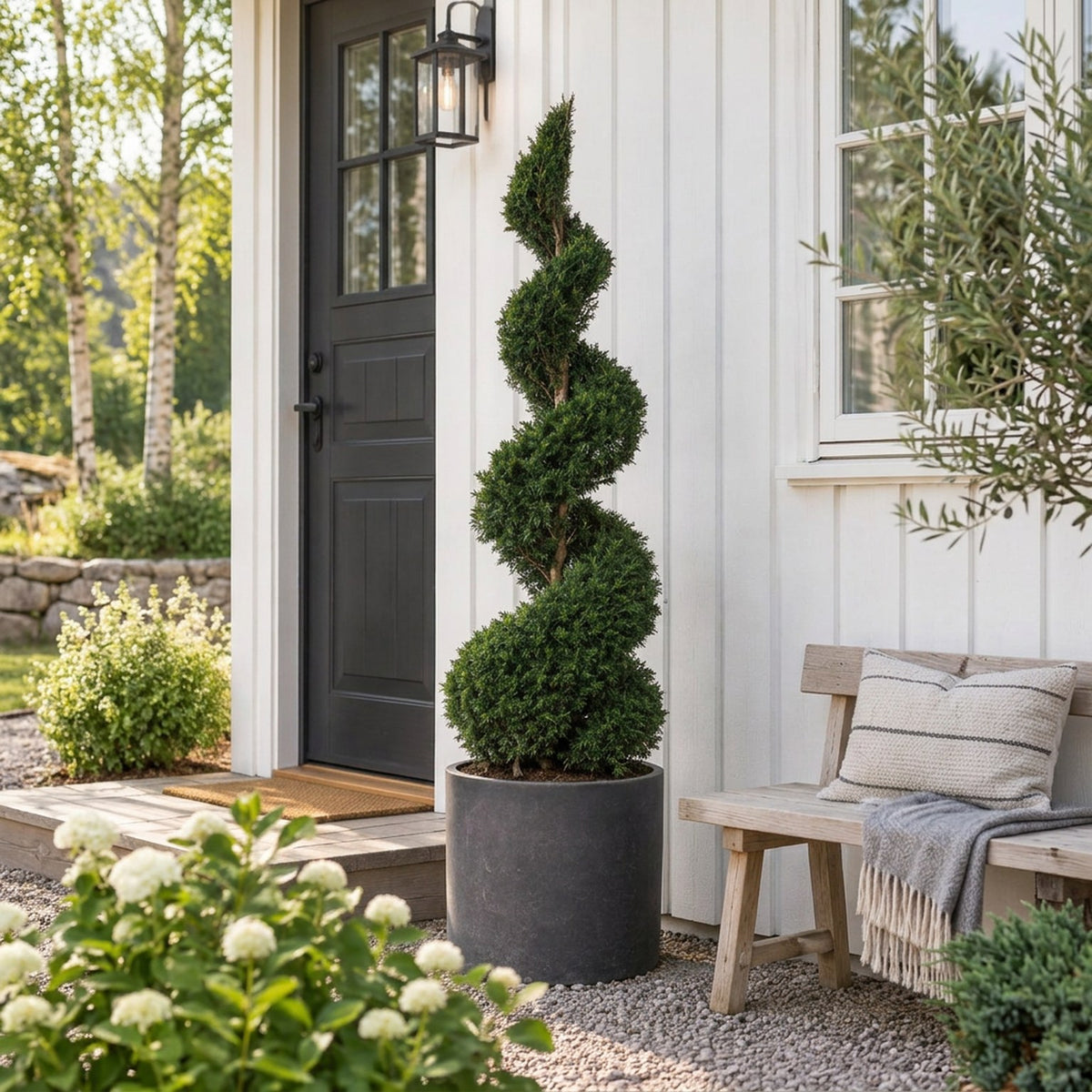 Taxus baccata Spiral 175–200 cm C130 (130 liters kruka)