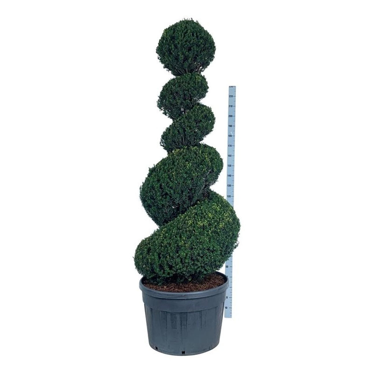 Taxus baccata Spiral 200-225 cm C180 (180 liters kruka)