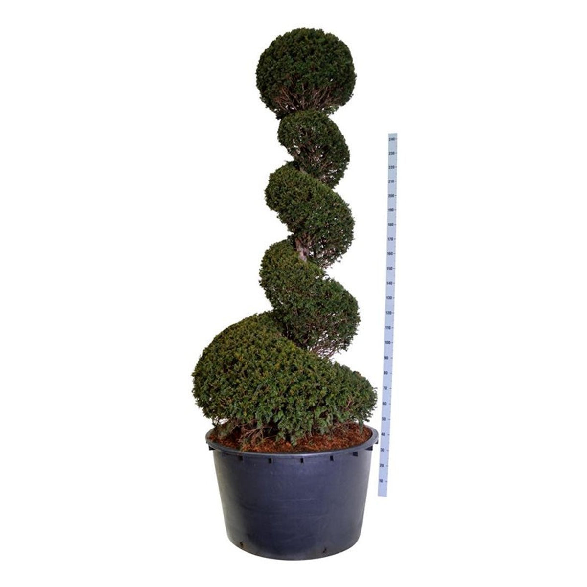 Taxus baccata Spiral 200-225 cm C230 (230 liters kruka)