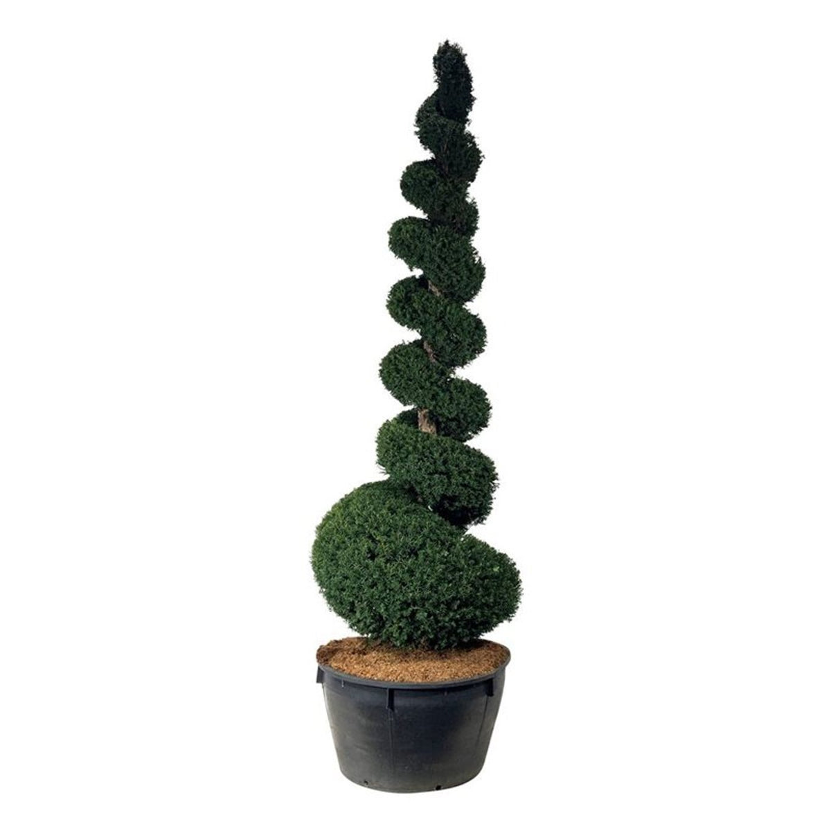 Taxus baccata Spiral 300–350 cm C500 (500 liters kruka)