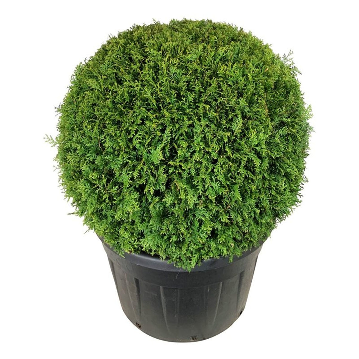 Thuja occ. &